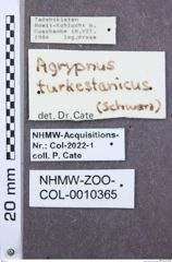 Etikette zu Agrypnus turkestanicus (NHMW-ZOO-COL-0010365)